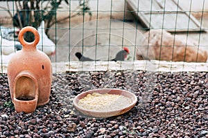 Feeder of hens on a farm