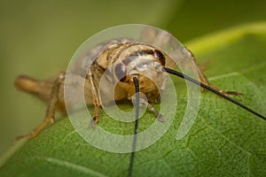 Feeder House Cricket