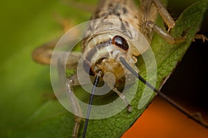 Feeder House Cricket