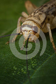 Feeder House Cricket