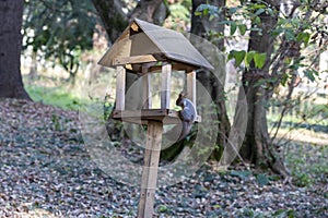 Feeder for squirrels and wild animals in the forest. Squirrel eats food