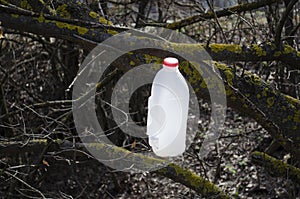 Feeder on the tree balk. Plastic bottle on tree in forest