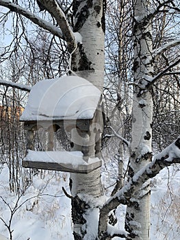 Feeders for squirrels and birds on trees in winter. Snow forest. Squirrel on a branch.