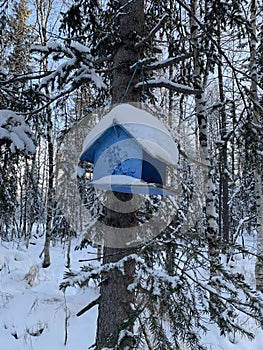 Feeders for squirrels and birds on trees in winter. Snow forest. Squirrel on a branch.