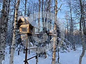 Feeders for squirrels and birds on trees in winter. Snow forest. Squirrel on a branch.