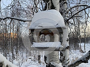 Feeders for squirrels and birds on trees in winter. Snow forest. Squirrel on a branch.