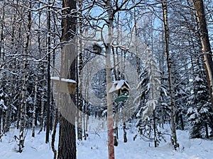 Feeders for squirrels and birds on trees in winter. Snow forest. Squirrel on a branch.
