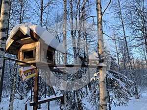 Feeders for squirrels and birds on trees in winter. Snow forest. Squirrel on a branch.