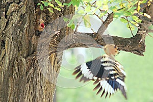 Feeding