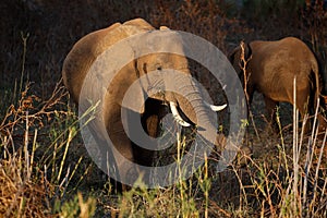 Feeding African elephant - Kruger National Park