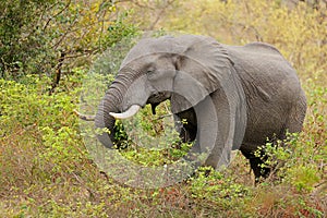 Feeding African elephant, Kruger National Park, South Africa