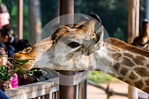 Feeding African giraffe  Giraffa camelopardalis in a zoo,  an African even-toed ungulate mammal, the tallest living terrestrial