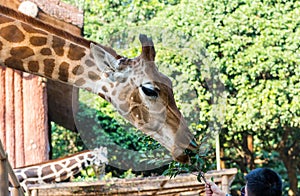 Feeding African giraffe  Giraffa camelopardalis in a zoo,  an African even-toed ungulate mammal, the tallest living terrestrial