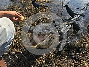 Feeding alligator with cookies in Everglades