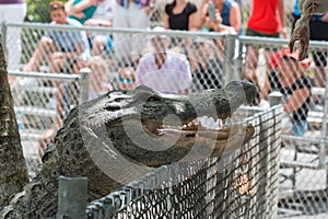 Feeding an alligator
