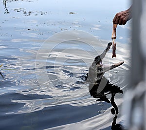 Feeding an alligator on a swamp boat tour of the Bayous outside of New Orleans in Louisiana USA