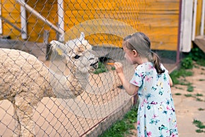 Feeding an alpaca