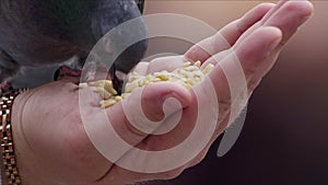 Feeding Animal Bird Pigeons By Hand