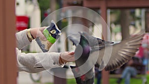 Feeding Animal Bird Pigeons By Hand