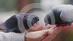 Feeding Animal Bird Pigeons By Hand