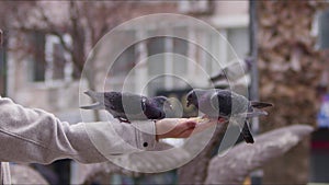 Feeding Animal Bird Pigeons By Hand