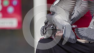 Feeding Animal Bird Pigeons By Hand