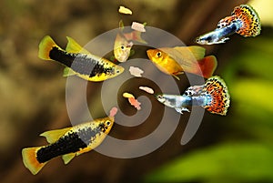 Feeding aquarium fish eating flake food swarm feeding tetra aquarium fish