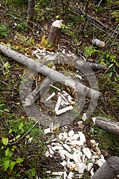 Feeding area of beavers