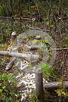 Feeding area of beavers