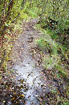 Feeding area of beavers