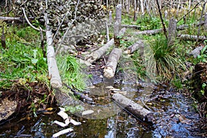 Feeding area of beavers