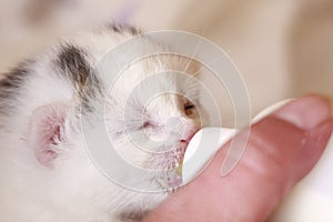 Feeding baby cat foundling photo