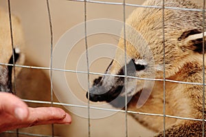 Feeding baby coati