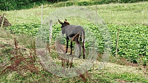 Feeding a baby donkey. Little foal suckling mother milk. Drinking mammal young pet