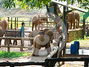 Feeding baby elephants