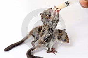 Feeding baby flying Lemur