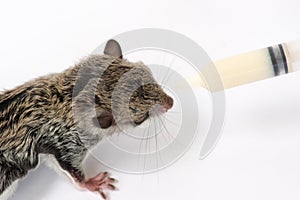 Feeding baby flying Lemur