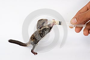 Feeding baby flying Lemur