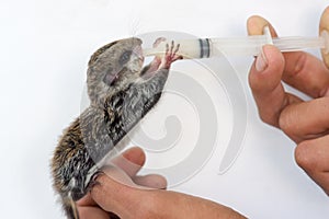 Feeding baby flying Lemur