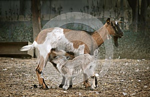 Feeding baby goat