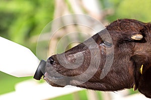 Feeding a baby of murrah buffalo (water buffalo) from bottle.