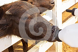 Feeding a baby of murrah buffaloes from bottle in a farm photo