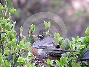 Feeding Baby Robins