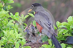 Feeding Baby Robins