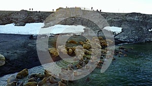 Feeding base of walruses and people on shores of Arctic Ocean aero view.