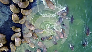 Feeding base of walruses on shores of Arctic Ocean on New Earth Vaigach Island.