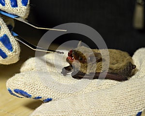 Feeding the bat with bloodworms