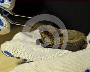 Feeding the bat with bloodworms