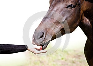 Feeding the bay horse