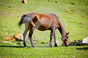 Feeding bay horse